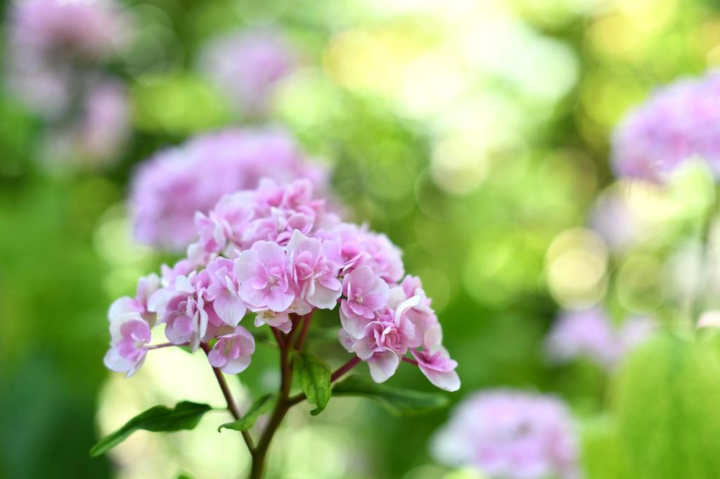 Delicate lacecap hydrangea flowers