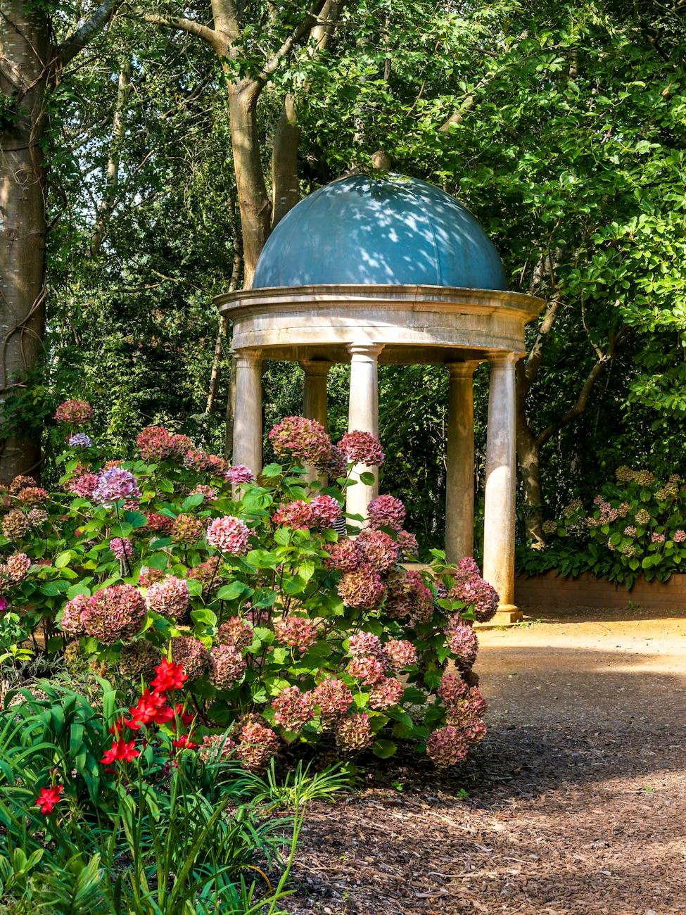 Blue mophead hydrangea in full bloom