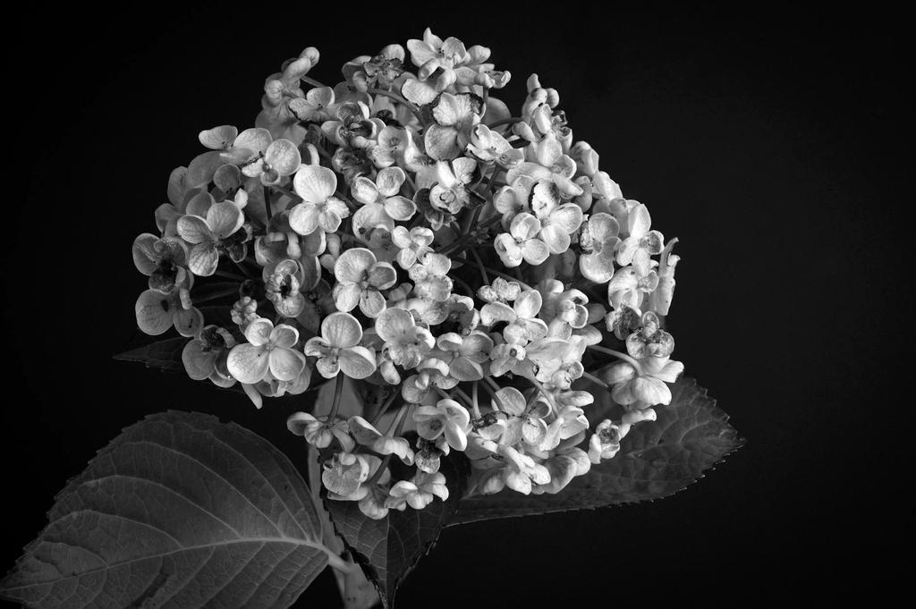 Oakleaf hydrangea with distinctive foliage