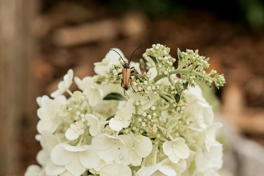 Natural pest control for hydrangeas